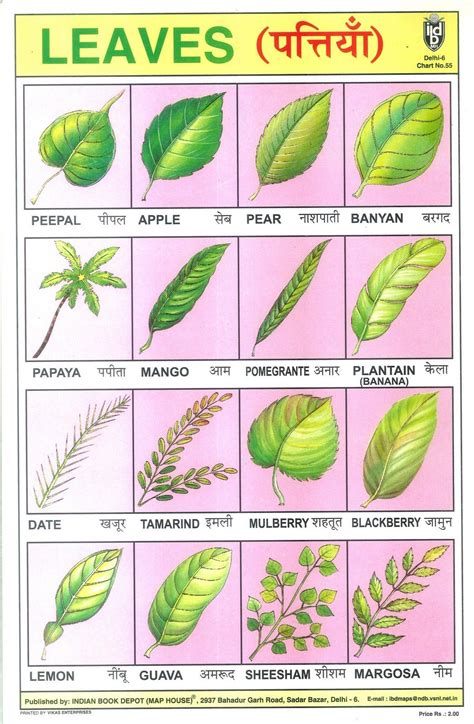 trees shed their leaves meaning in hindi